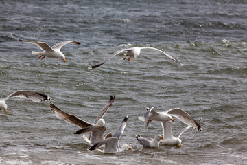 gulls in flight
