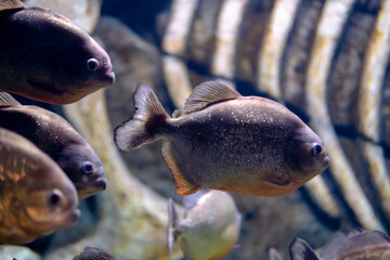 A group of piranhas in a marine aquarium. Predatory fish.