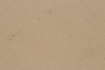 Fototapeta na wymiar omaha beach in normandy (france)