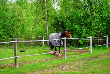 horse walks in a clearing behind a fence