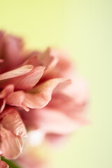 Ranunkel rosa/lachsfarben, Hintergrund in zartem gelb, close up