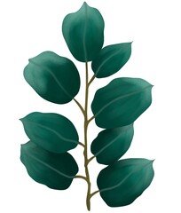 Tree branch eucalyptus with green leaves isolated on white background