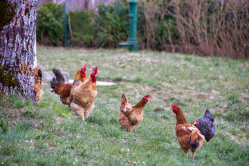 group of chickens scratching free in a field