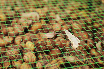 Snail farm. Industrial cultivation of edible mollusks of the species Helix aspersa muller or Cornu aspersum.