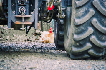 hen squatting behind tractor wheel in a farm