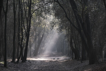 Obraz premium Beautiful view of the light passing through the woods