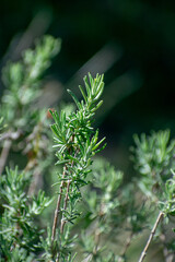 Close-up shot of Wild Rosemary (Rosmarinus officinalis)