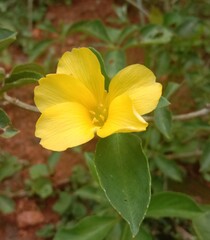 Fototapeta premium yellow flowers