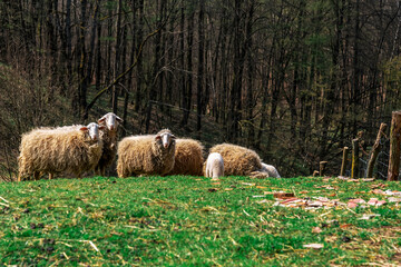 Sheep graze on the lawn. Farm, cattle