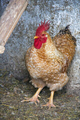 brown rooster standing in the chicken coop
