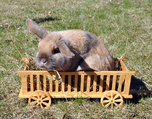 Widder-Kaninchen