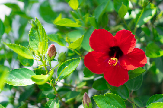 Red Hibiscus. Garden with single red flower. Summer garden background. Perfect red and green floral backdrop