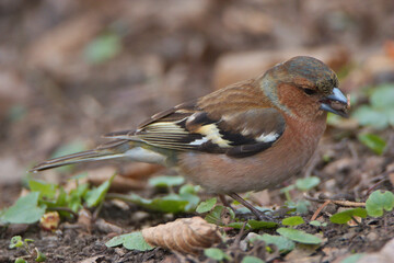 Common Chaffinch eating seed