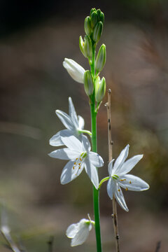Close-up shot St Bernard's Lily (Anthericum liliago)