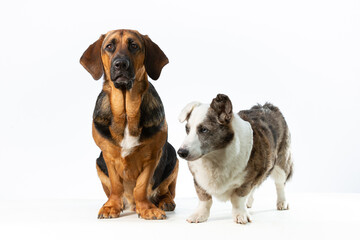 Bleu Merle Cardigan Welsh Corgi looking to the left on a white background, with one ear up together with a brown basset hound crossing with a German Shepherd.