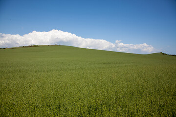 Fototapeta premium Green field with blue sky