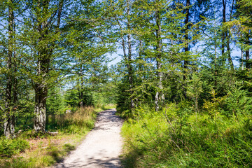 Hiking trail in Beskid Mountains in Poland near Krynica Zdroj, summer landscape with forest and path on sunny day
