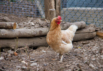 brown hen standing scratching in  the fence