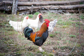 rooster with multicolored plumage standing profile