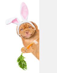 Smiling puppy wearing easter rabbits ears looks from behind empty white banner and eats carrot. Isolated on white background