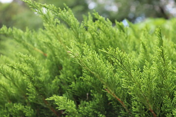 Green blurred tree abstract background, pine leaf.