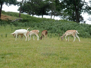 Spotted deer grazing in grass