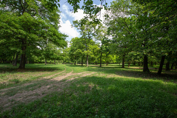 Walkway in a green spring forest.