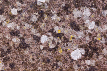 lichen on stone