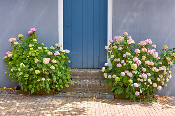 Blooming violet and pink Hortensia Hydrangea flowers in front of a blue wall with blue door in summer.