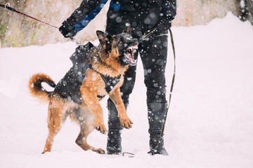 Training Of Purebred German Shepherd Young Dog Or Alsatian Wolf Dog. Attack And Defence. Winter...