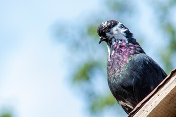 Black pigeon sits on the roof of the dovecote and looks away against the pale sky