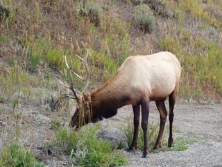 Elk Grazing in the sunshine