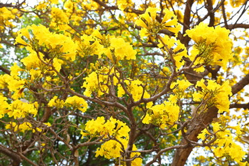 Fototapeta premium Handroanthus chrysanthus flowers blooming on the tree in the garden