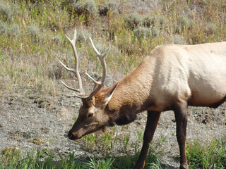 Elk Grazing in the sunshine