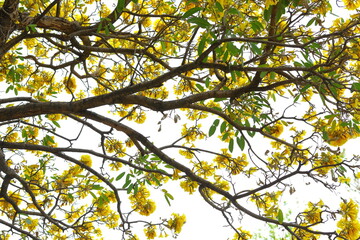 Handroanthus chrysanthus flowers blooming on the tree in the garden