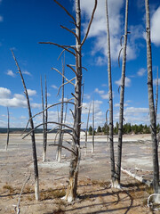 Dead trees against a blue sky