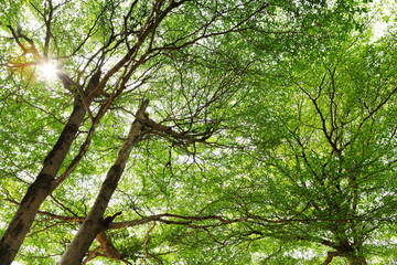 Terminalia ivorensis tree that spreads its branches and leaves beautifully