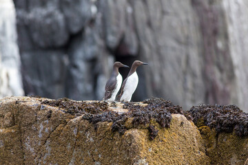Guillemot