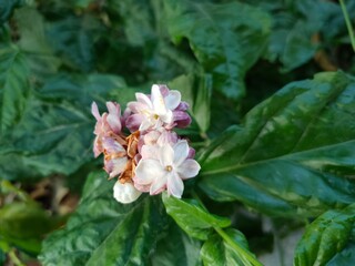 Jasmine flower in the garden