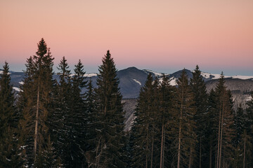 A tree with snow on the ground