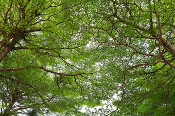 Terminalia ivorensis tree that spreads its branches and leaves beautifully
