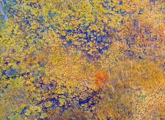 Aerial view of the swamp with trees in the spring. The concept of environmental protection, clean air and ecology. Wetlands are shrinking