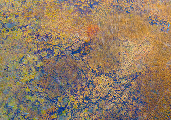 Aerial view of the swamp with trees in the spring. The concept of environmental protection, clean air and ecology. Wetlands are shrinking