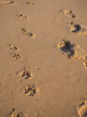 Fototapeta na wymiar Huellas de perro y humanos en la arena de la playa