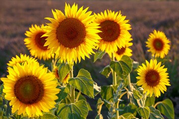 Obraz premium Sunflowers in lavender field, close up, blurred background. Provence, France.