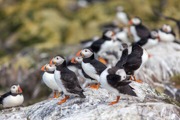 Group of puffins