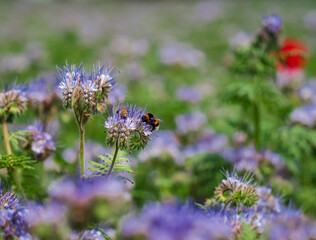 Blooming poppies in the fields of lilac flowers. Bumblebees, sun, spring, nature.