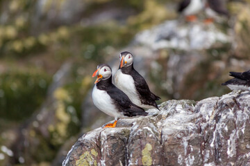 Two puffins on rocks