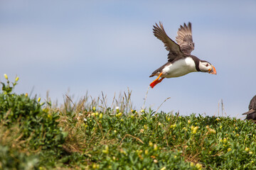 Flying puffin
