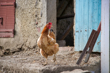 portrait of brown hen coming out of the poultry house